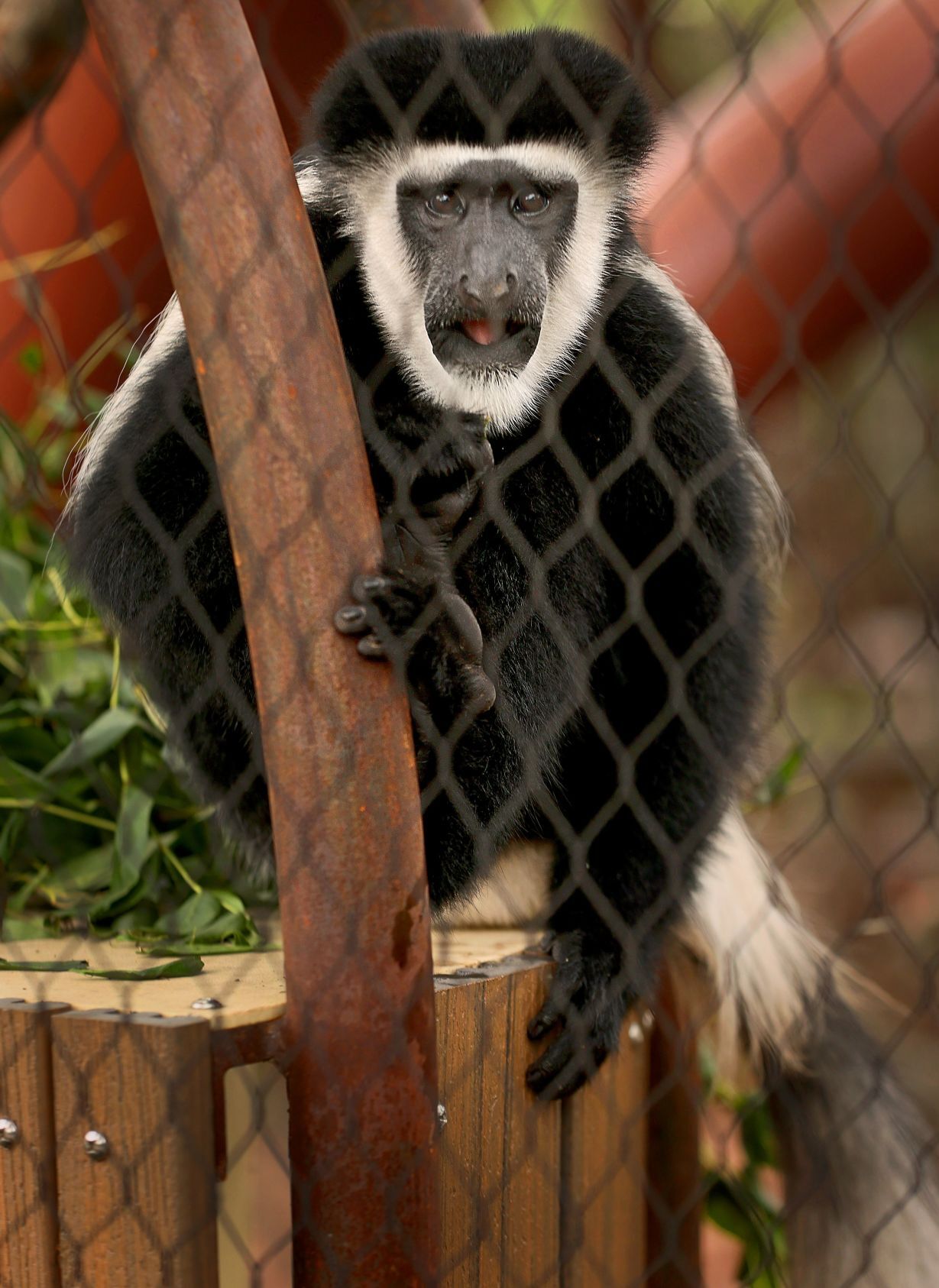 New outdoor primate area to open to public